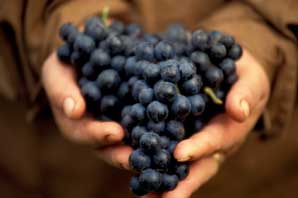 Red Grapes in Hand, Tuscany-James O'Mara